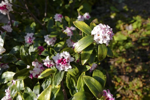 Japon ilkbaharında kış daphne (Daphne odora)