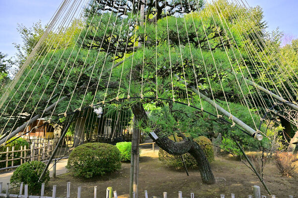 Green trees and plants in Japanese park at daytime