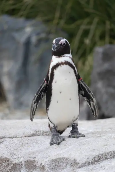Primer Plano Pingüino Naturaleza Salvaje —  Fotos de Stock