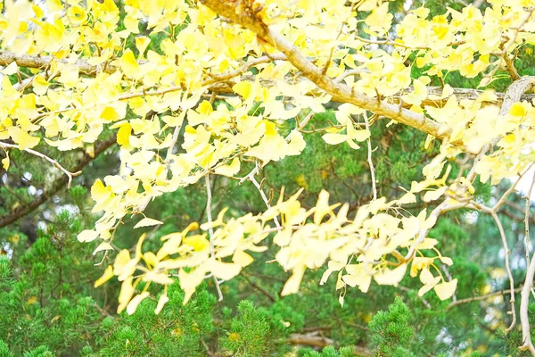 秋の葉のあるカラフルな背景 — ストック写真