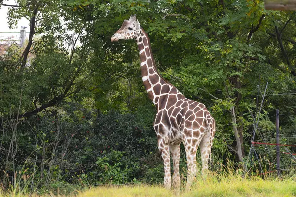 Piękna Żyrafa Zoo — Zdjęcie stockowe