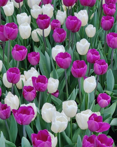 Eine Wiese Aus Weißen Und Rosa Tulpen Mit Grünen Blättern — Stockfoto