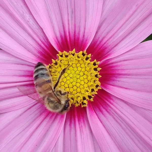Маленькая Пчела Розовом Цветке — стоковое фото