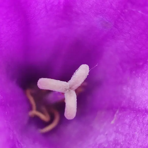 有雌蕊的紫色花的中心 — 图库照片