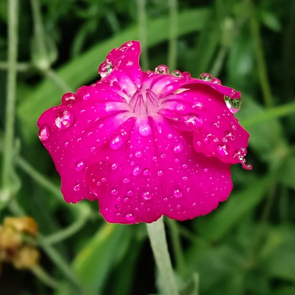 Bright Pink Carnation Flower Covered Raindrops Green Garden — Stock Photo, Image