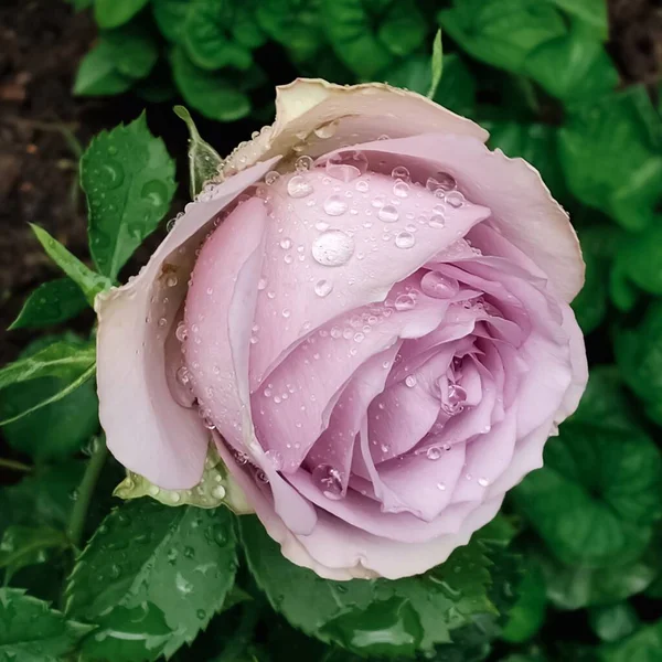 色彩艳丽的粉红玫瑰 花园里点满了雨滴 — 图库照片