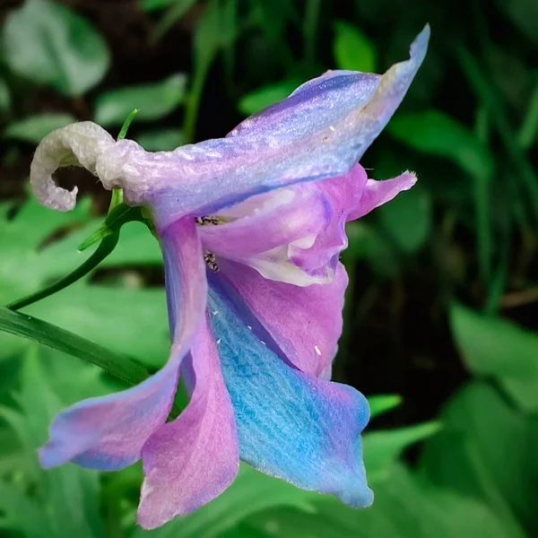 Uma Flor Delphinium Colorida Brilhante Incomum Floresce Jardim Verde — Fotografia de Stock
