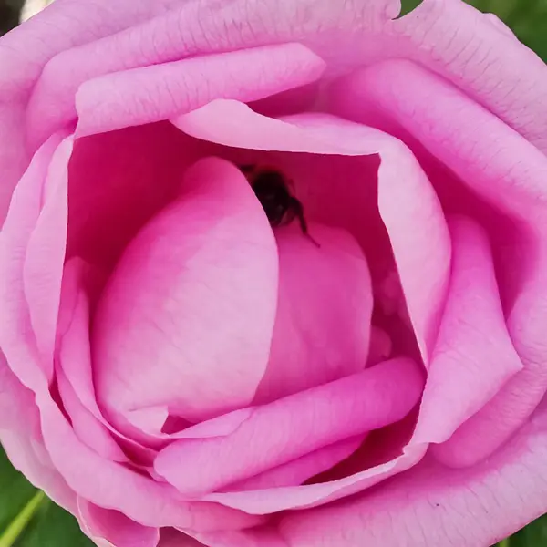 Rosa Jugoso Rosa Rosa Brote Con Una Abeja Medio —  Fotos de Stock