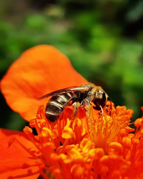 Пчела Опыляет Ярко Оранжевый Цветок Макро Линзой — стоковое фото