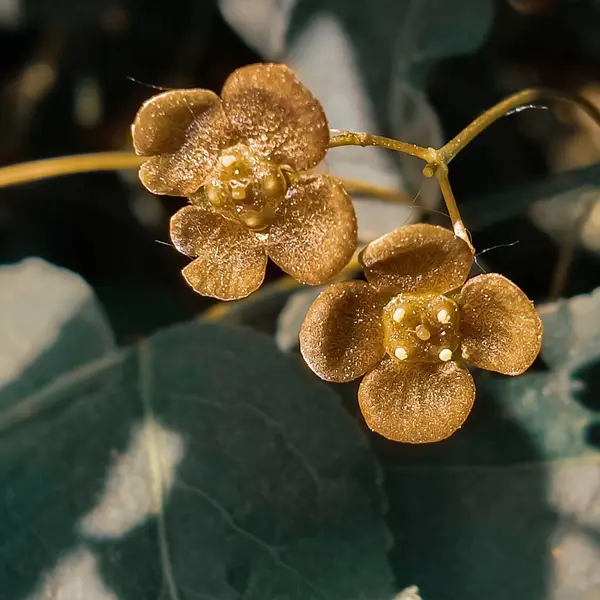 Złoty Eonimus Kwiaty Bliska Pod Soczewką Makro — Zdjęcie stockowe