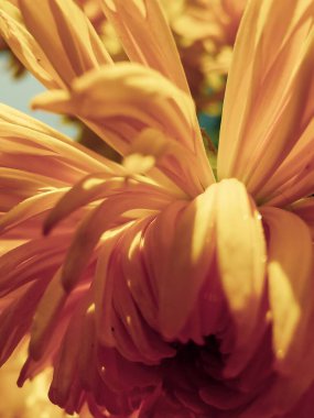 yumuşak pastel sarı kasımpatı sanat görüşü yakından