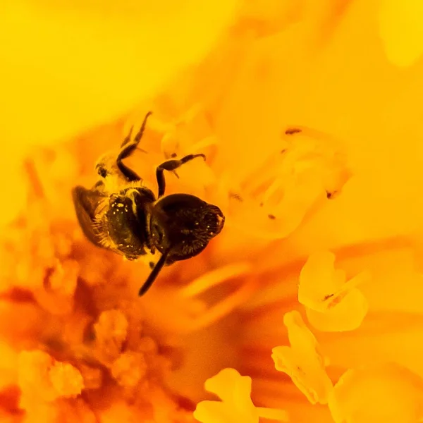 Eine Kleine Biene Einer Gelben Lilie Pollen Unter Einer Makrolinse — Stockfoto