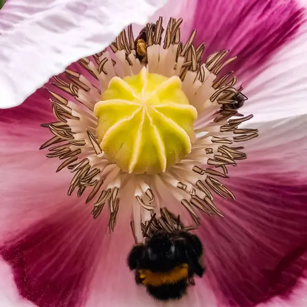 Bumblebee Сердце Мака Макрообъективом — стоковое фото