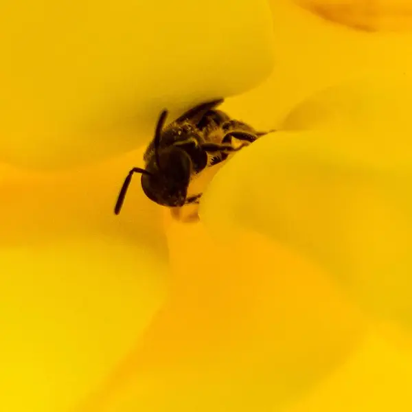 Small Bee Yellow Bright Petals — Stock Photo, Image