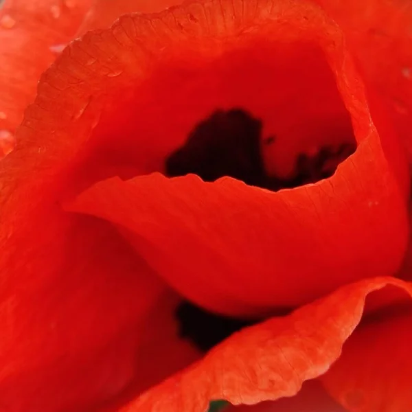 Parlak Kırmızı Gelincik Çiçeği Makro Merceğin Altında — Stok fotoğraf