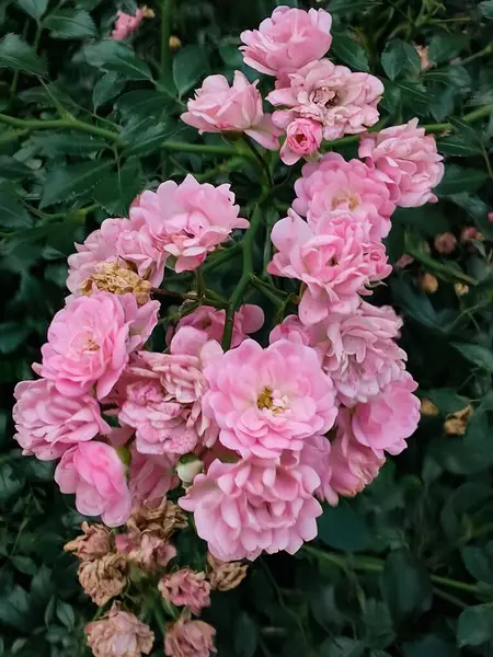 淡粉色玫瑰开始凋零时的枝条 — 图库照片