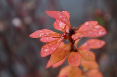 yellow branch of barberry in the rain