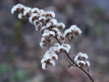 fluffy winter branch with blurry background