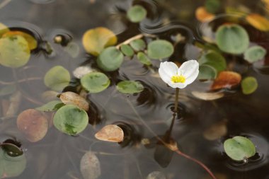 Luronyum gölette yüzüyor. Yakından.