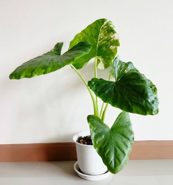 Süslü bir bitki olarak ekilmiş beyaz bir tencerede bulunan Alocasia makrhizos.