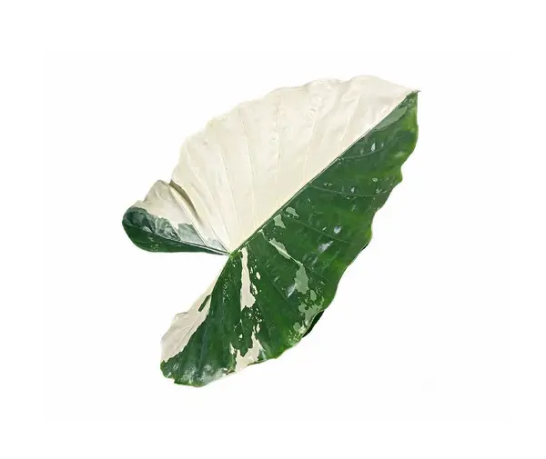 Beyaz siyah zeminde çeşitlendirilmiş Alocasia makrhizos yaprakları