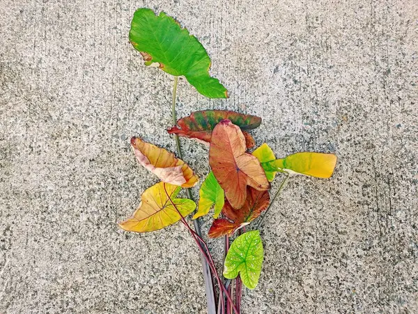 Dev Fil Kulağı, beton zemindeki Caladium bicolor gibi kurumuş yapraklar.