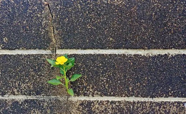 Kaya yarıklarındaki ağaçlar çabalarıyla büyüyebilir.