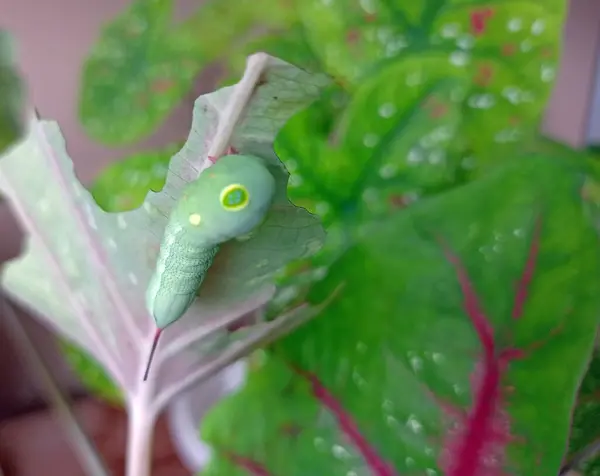 Yeşil bir tırtıl Caladium bicolor bitkisinin yapraklarını yiyor.