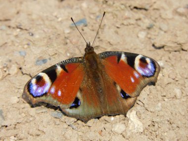 Aglais io Tavuskuşu Kelebeği 