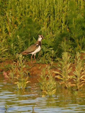 Lapwin kadın Çek Cumhuriyeti 