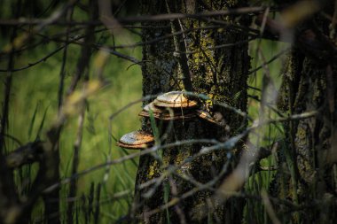 Ağaçtaki mantarlar. Lake, Gilze, Hollanda, Avrupa (Mayıs, 2023)