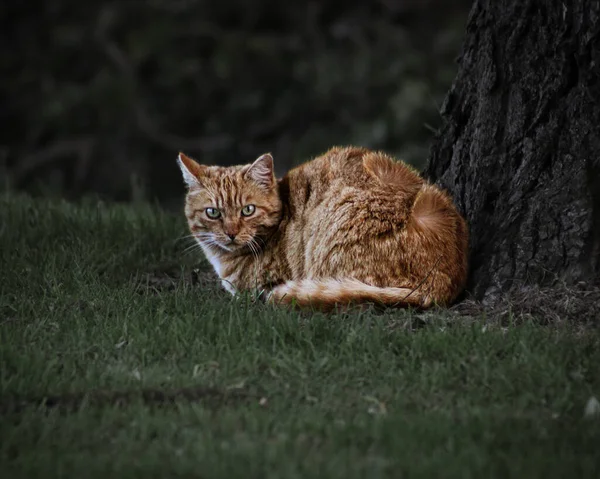 那只凶猛的猫躺在草地上 Village Chaam Netherlands Europe February 2023 — 图库照片