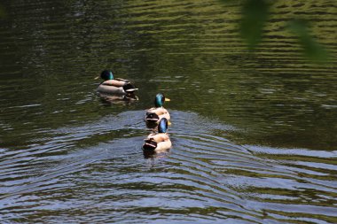 Göldeki ördekler. Doğa Rezervi, Alphen, Hollanda, Avrupa (Temmuz, 2023)