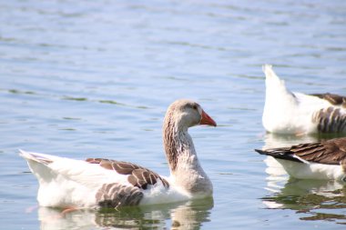 Gölde kuğu. Doğa Rezervi, Alphen, Hollanda, Avrupa (Temmuz, 2023)