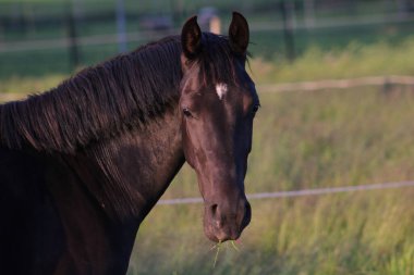 At kameraya bakıyor. Chaam, Hollanda, Avrupa (Temmuz 2023)