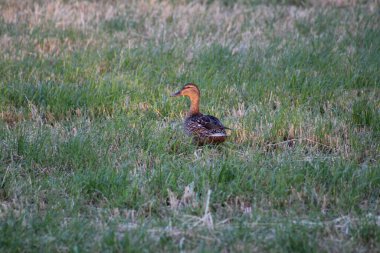 Ördek sahada. Chaam, Hollanda, Avrupa (Temmuz 2023)