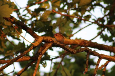 Kuş sinek yakalıyor. Doğa Rezervi, Alphen, Hollanda, Avrupa (Temmuz, 2023)