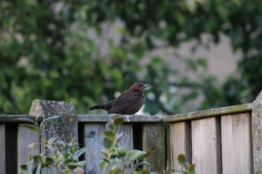 Çitteki karatavuk. Chaam, Hollanda, Avrupa (Temmuz 2023)