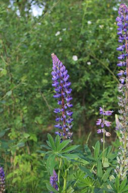 Ormanda Purple Wolvin. Doğa Rezervi, Alphen, Hollanda, Avrupa (Temmuz, 2023)