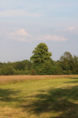 Ağaçlar açık alanda. Doğa Rezervi, Alphen, Hollanda, Avrupa (Temmuz, 2023)