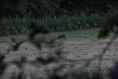 Çimen tarlasında tavşan. Doğa Rezervi, Alphen, Hollanda, Avrupa (Temmuz, 2023)
