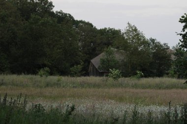 Ormanda bir bina. Doğa Rezervi, Alphen, Hollanda, Avrupa (Temmuz, 2023)