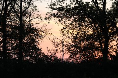 Ağaçların arasından geçen altın saat. Doğa Rezervi, Alphen, Hollanda, Avrupa (Temmuz, 2023)