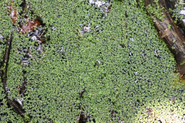 Suda ördek otu. Doğa Rezervi, Alphen, Hollanda, Avrupa (Temmuz, 2023)