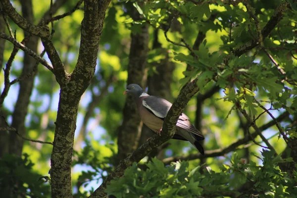 Taube Auf Einem Ast Nature Reserve Alphen Niederlande Europa Juli — Stockfoto
