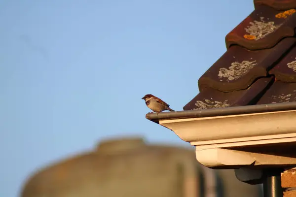 Oiseau Sur Bord Maison Chaam Pays Bas Europe Juillet 2023 — Photo
