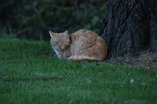 카메라를 쳐다보는 고양이 Chaam 네덜란드 2023 — 스톡 사진