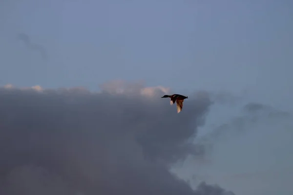 Pato Voador Chaam Holanda Europa Julho 2023 — Fotografia de Stock