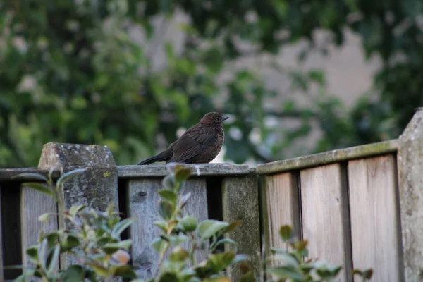 Blackbird Fence Chaam Netherlands Europe July 2023 — Stock Photo, Image