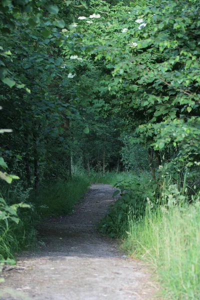 Ormandaki yol. Doğa Rezervi, Alphen, Hollanda, Avrupa (Temmuz, 2023)